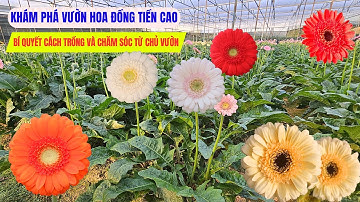 Khám phá vườn hoa đồng tiền - bí quyết trồng và chăm sóc từ chủ vườn