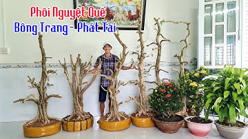 Nguyệt Quế, Bông Trang, Phát Tài - chào bán 25/8 (0949 866039) nhà vườn Mạnh Tường