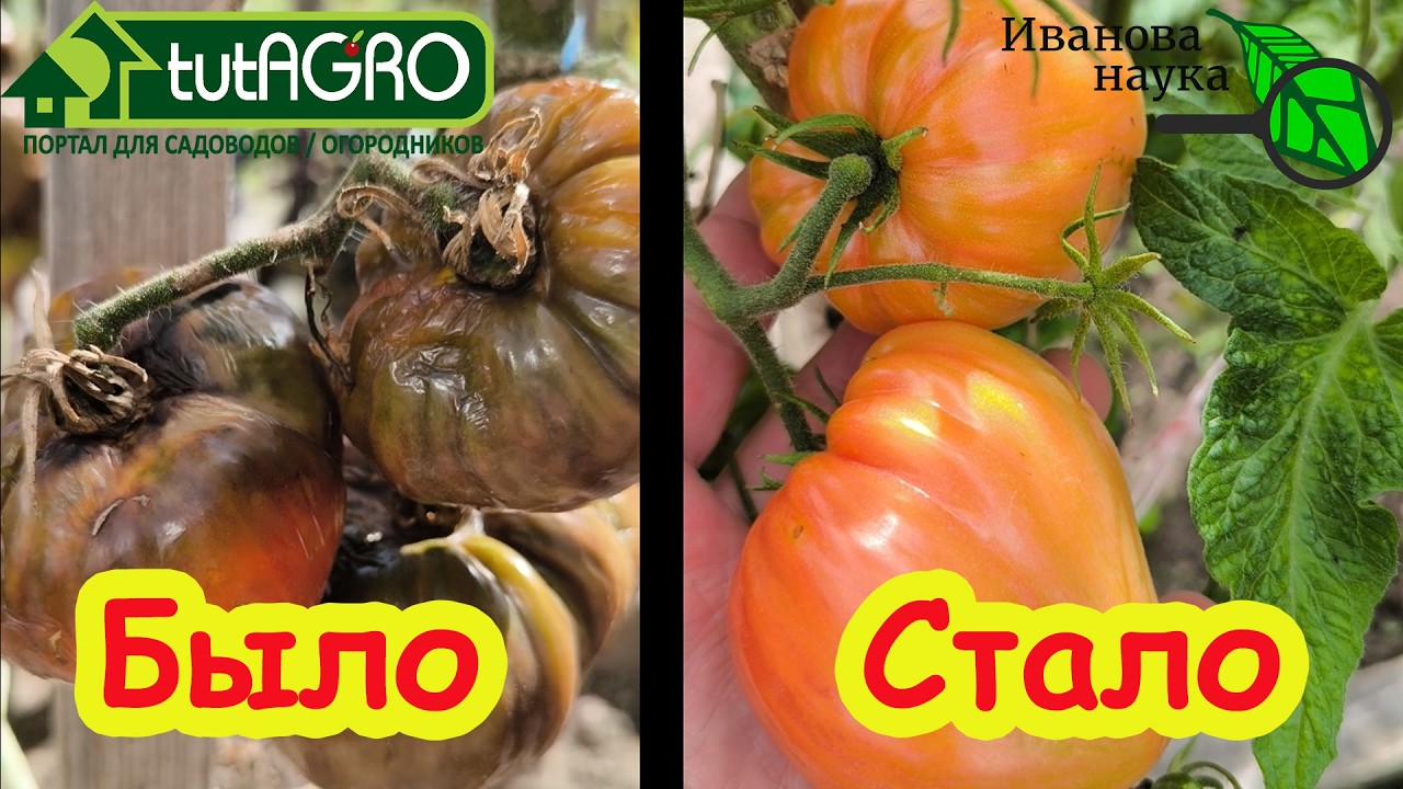 Фитофтора ОТСТУПИТ за 1 час! Секретный метод. Фитофтороз в теплице: как не пустить гниль на участок.