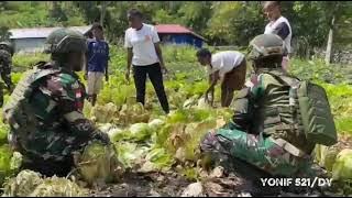Panen Hasil Kebun  Satgas Yonif 521/DY Bersama Masyarakat #puspentniad 