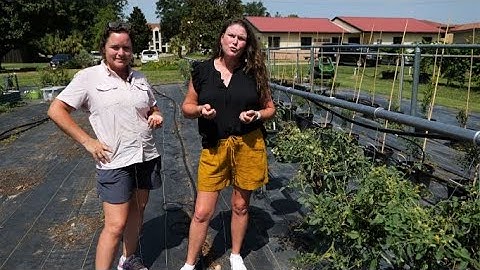 Get It Growing: Choose the best cherry tomato plants
