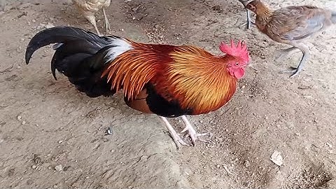 Kuv cov noob qaib dib tu no dib tuaj zoo heev li cai ua me nyuam lawm xwb