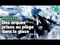 Au japon une dizaine dorques coinces dans les glaces luttent pour leur survie