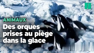 Au Japon, une dizaine d’orques coincées dans les glaces luttent pour leur survie