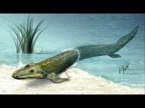 A Tail Of Four Feet: the evolution of tetrapod animals