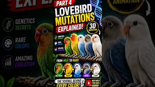 Lovebirds Mutation 🦜|Part 4 #birds #youtubeshorts #lovebirdsfarming #viralvideo #viral #viralshorts