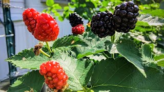 The Marionberry is the KING of all Berries