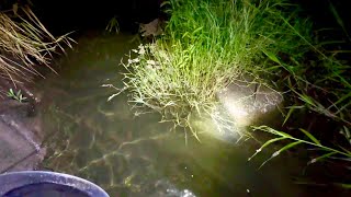 Catching Premium Eels in a Muddy Japanese River