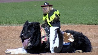 Cowboy Monkey Rodeo at Harrisburg Senators baseball game 2017