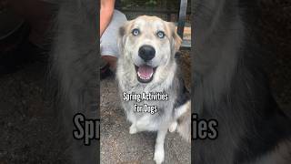 Spring activities for dogs #dogs #goldenretriever #husky