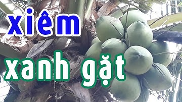 Giới thiệu dừa xiêm xanh gặt, vài loại xiêm xanh lai và cách phân biệt | purebred blue dwarf coconut
