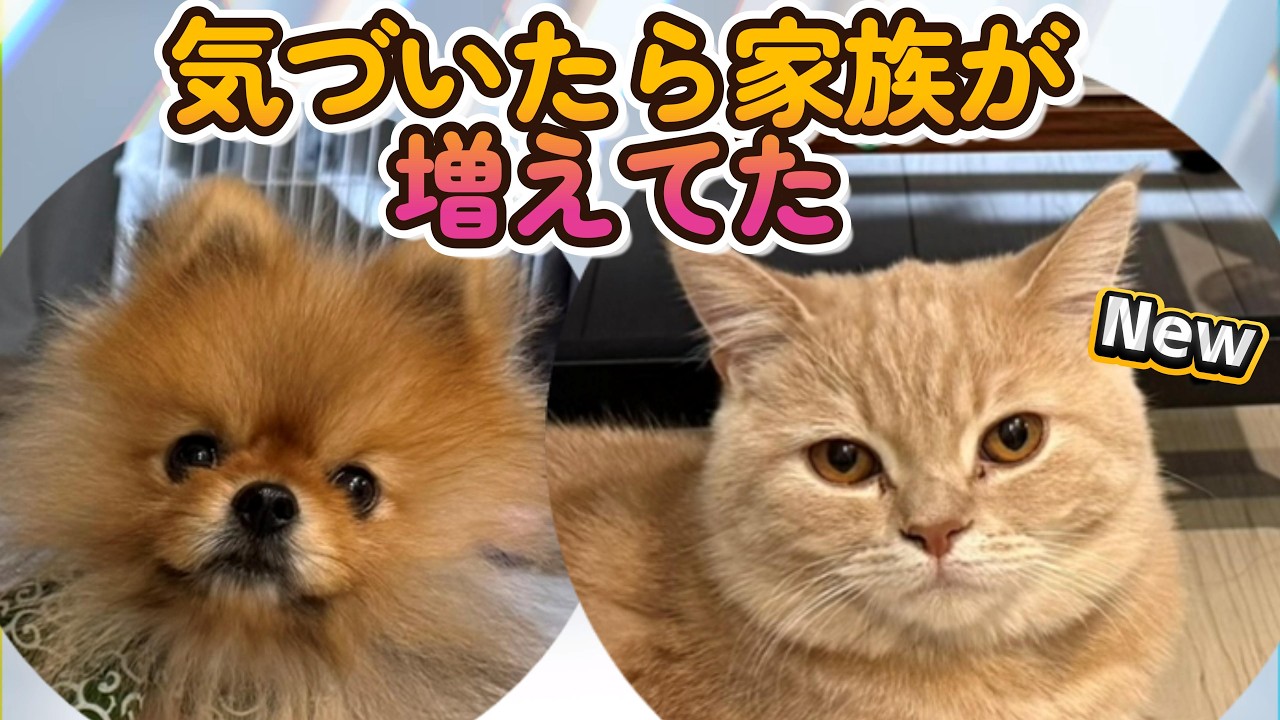 新しい家族が増えました