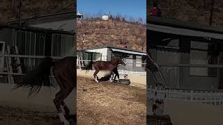 Beautiful Pretty Beautiful Horse Cute Beautiful Pretty Horses 11