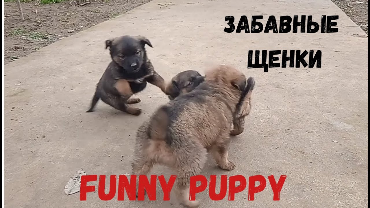 Щенки, щенок, күшік, ит, funny puppy, jingle bells, dogs YouTube