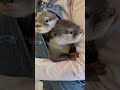カワウソの赤ちゃん🦦