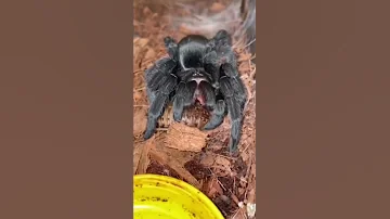 How to sex a tarantula!