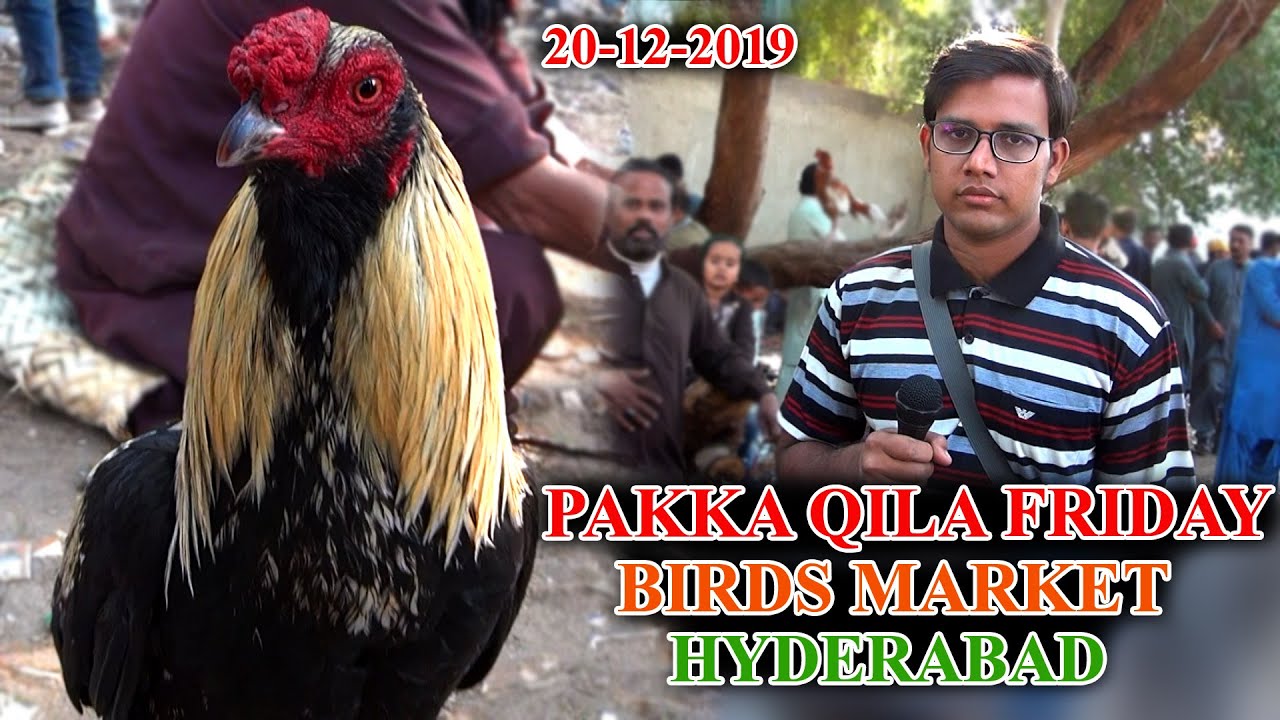 Hyderabad Pakka Qila Friday Birds Market RD 20-12-19 Latest Updates JAIC Video In Urdu/Hindi