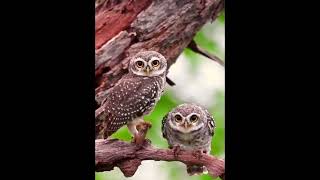 Owl Owl Dance Owl Dancing