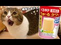 ちゅーるタワーが美味しすぎて喋る猫