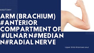 Arm Brachium Nerve Of Arm Nerve