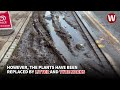 What happened to Cardiff's rain gardens months after they were built