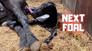 The birth of the next foal... Awesome!! | Friesian Horses
