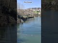 🇵🇹 Pessegueiro do Vouga