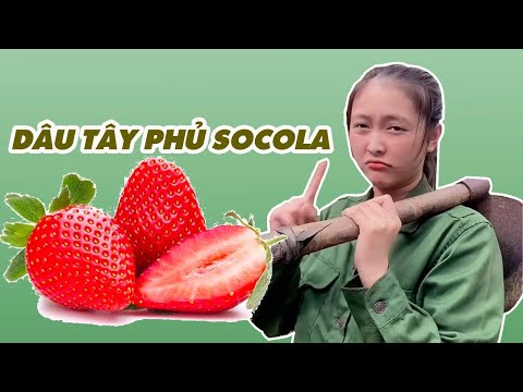 Video Dâu Tây Phủ Socola Cực Ngon Ăn Cùng Trang Ở Đắk Lắk... - youtube