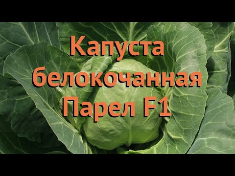 Видео: Выращивание гибридных сортов капусты: как сажать семена капусты парель