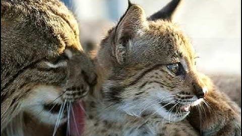 On the brink of extinction - the return of the lynx!