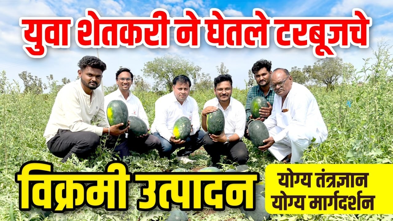 युवा शेतकरी ने घेतले तरबुजचे विक्रमी उत्पादन l Yuva shekari ne ghetale tarbujache vikrmi utpadan