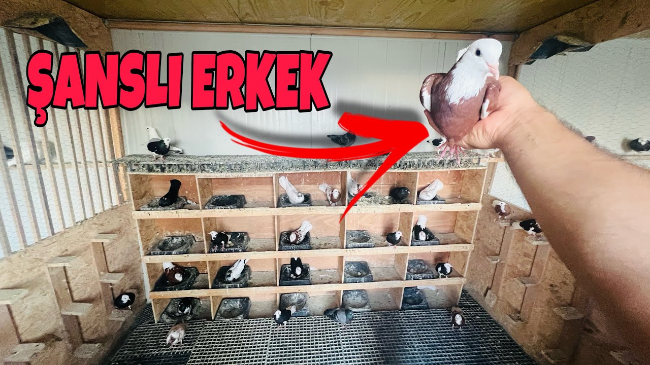30 DİŞİ GÜVERCİN ARASINA 1 ERKEK ATTIM 😱