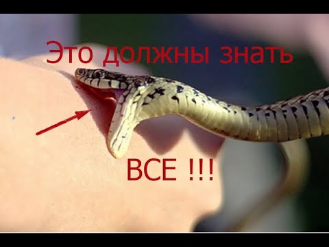 Video: Жебе жылан: түрдүн сүрөттөлүшү жана анын өзгөчөлүктөрү