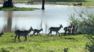 Waterbuck Mommies and Babies