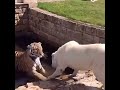 Tiger vs Alabai Central Asian Shepherd Dog の動画、YouTube動画。