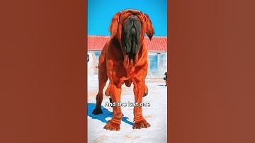 Top 9 Most Dangerous Dogs 🐕‍🦺 That Have Killed the Most Humans