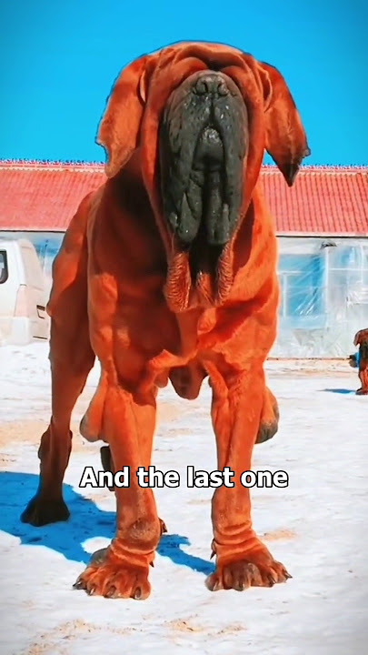 Top 9 Most Dangerous Dogs 🐕‍🦺 That Have Killed the Most Humans