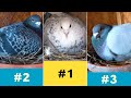 Pigeons Nest Building Contest