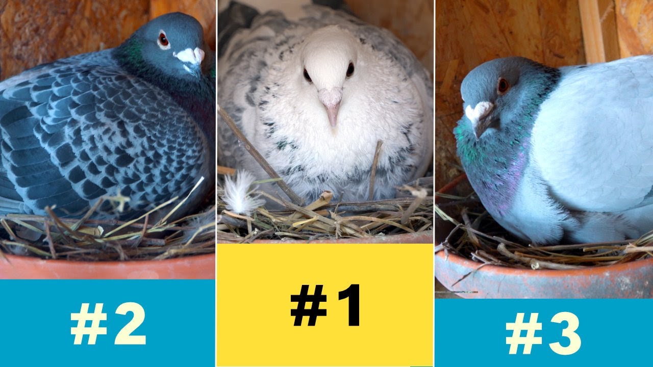 Pigeons Nest Building Contest YouTube