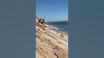 Cats go on amazing adventures with owner!