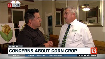 Concerns about corn crop