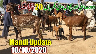 Today Latest Update Kamir Bakra Mandi - After Bakra Eid 2020 Goats Rate - New Update 10/10/2020