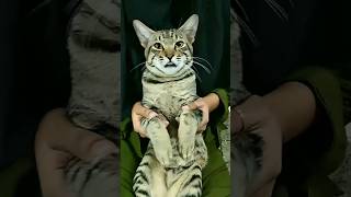 Cat Doing Magic Bomb Bobo Cat Dancing With Owner Cat Doing Dance Challenge Peekaboo Cats