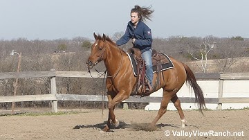 SDP Driving Ruby - jog, lope, stops! - ValleyViewRanch.net