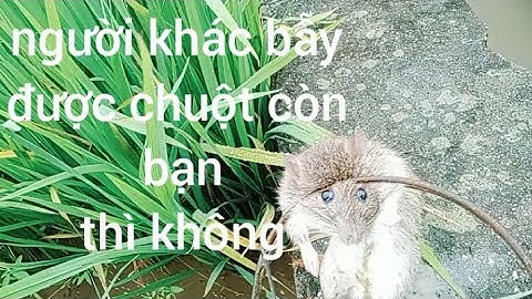 Cách bẫy chuột phá lúa, cách chọn mồi bẫy phương pháp đặt bẫy chuột mà không phải ai cũng chia sẻ.