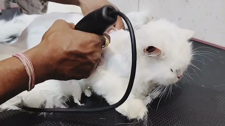 Video 5762881: persian cat hair cutting, persiancat kitten, cutekitten cats