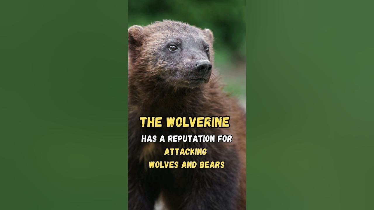 The Wolverine attacks bigger predators! | #shorts #wolverine - YouTube