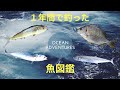 【魚図鑑】 １年間で釣った魚３０種 vol1