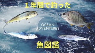 【魚図鑑】 １年間で釣った魚３０種 vol1