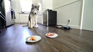 Do Dogs Prefer Cooked or Raw Meat?